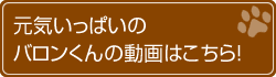 いつも元気に跳びまわる!バロンくんの動画はこちら!