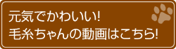 元気でかわいい!毛糸ちゃんの動画はこちら!