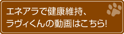 食通も大満足!ラヴィくんの動画はこちら!
