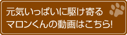 元気いっぱいに駆け寄るマロンくんの動画はこちら!