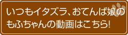 エネアラが毎日のおたのしみ!もふちゃんの動画はこちら!