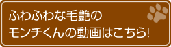 ふわふわな毛艶のモンチくんの動画はこちら!